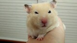 【Experiment】When you blow on a hamster…