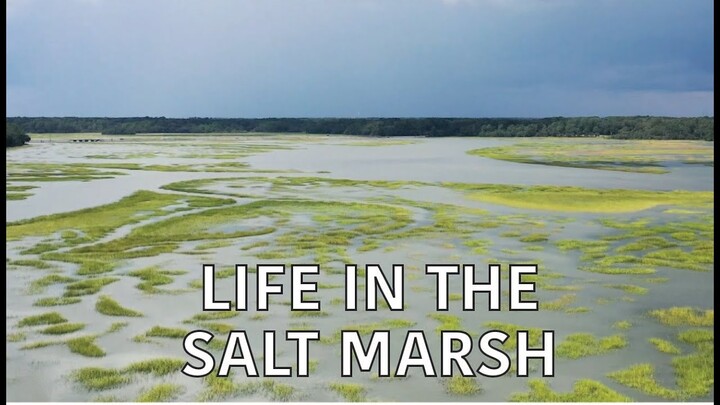 Season 4, Episode 3 – ‘Life in the Salt Marsh’ | Full Episode | Coastal Kingdom