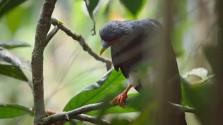 Amazon Rainforest Wildlife Animals