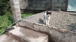 Cats Complaining About The Flood Water