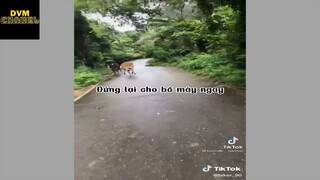 Xin Vĩnh Biệt Cụ TikTok | DVM Chanel
