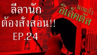 รีวิว: นกแก้วอิเล็คตัส (Eclectus) ลีลานัก ต้องสั่งสอน EP.24