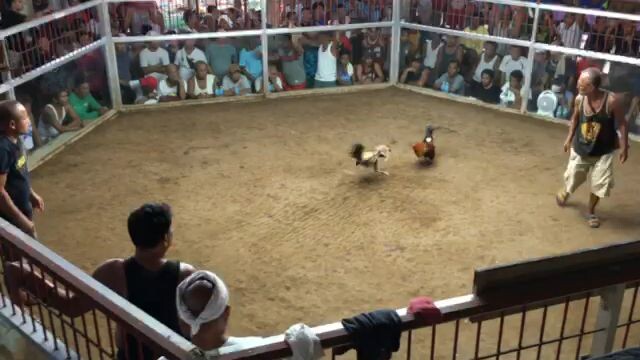 bisaya line at tubigon cockpit arena