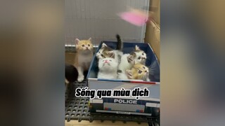 Bà cháu tôi sắp ra đường ở rồi đó ha ha ha cat mèo cute khabanh