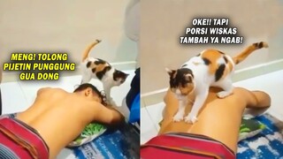 Majikan Kecapean, Langsung Dipijit Kucing Kesayangan! Kucing Orang Kenapa Pinter-Pinter Banget Sih?