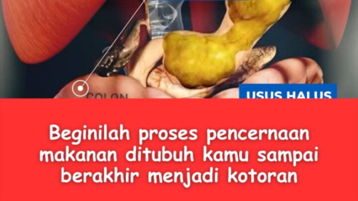 Animasi proses pencernaan makanan ditubuh kamu sampai berakhir menjadi kotoran