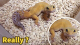 【Leopard Gecko】Tian Tian Is Wagging Tail