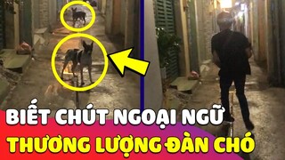 Chở bạn gái về bị ĐÀN CHÓ CHẶN ĐƯỜNG, thanh niên dùng ngoại ngữ THƯƠNG LƯỢNG và cái kết 😎 Gâu Đần