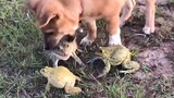 [Animals]Infuriating my pet bullfrogs