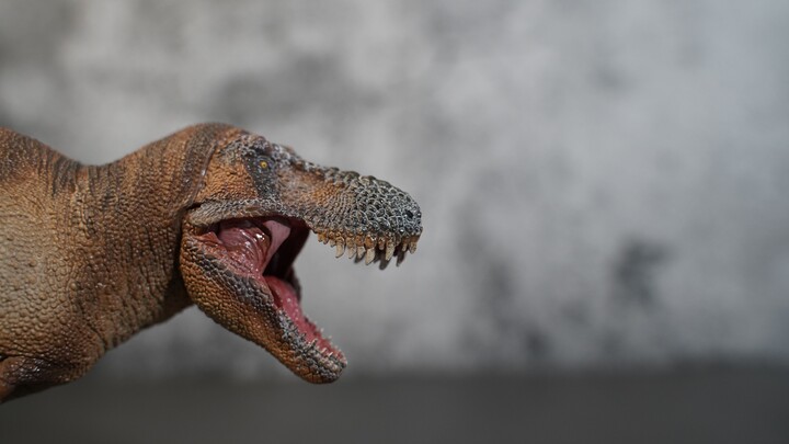 Scientific restoration, the glory of domestic products--PNSO Tyrannosaurus Rex review