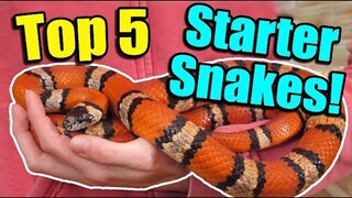 The Top 5 BEST Beginner Snakes!