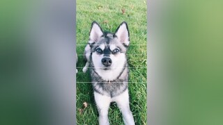 Share with someone who loves dogs 🥰 jigsawpuzzle dogs kleekai (IG lifewithkleekai Iink in bio)