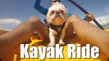 My Dog Rides A Kayak for the First Time | Cute & Funny Shih Tzu Video
