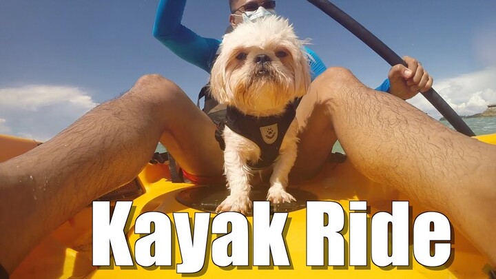 My Dog Rides A Kayak for the First Time | Cute & Funny Shih Tzu Video