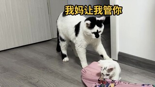 你随口交代的一句话，猫可以记好久…