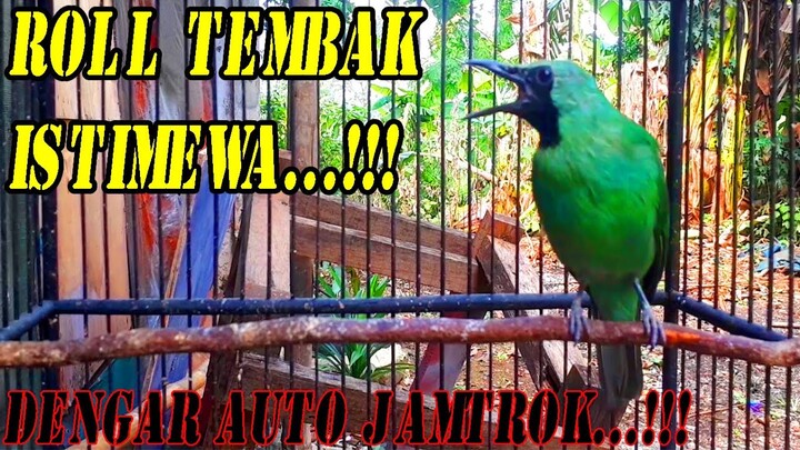Pasti Emosi Jamtrok Dibuatnya | Roll Tembak Ijo Gacor Bikin Panas...!!!