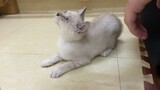 Mèo Anh Lông Ngắn Sil ngày đầu ở Tiệm mèo Sen