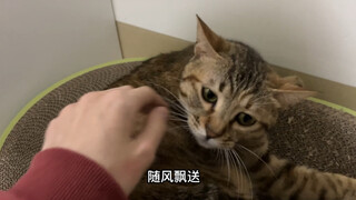 南 屏 猫 钟