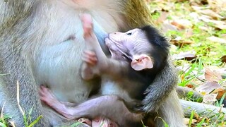 Great Job Baby Monkey, Adorable Baby Monkey Brave Brave, Monkey Scare Her Baby Go Out Side