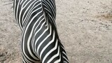 #zebra #Gerafee "#KSA#Zoo