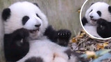 Therapeutic series: The daily life of cute panda He Hua. No worries at all!