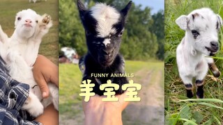 看点羊宝宝🐑