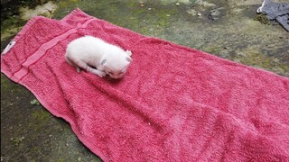 Suara Anak Kucing menangis Minta Tolong Memanggil Ibunya | Anak Kucing Lucu...!