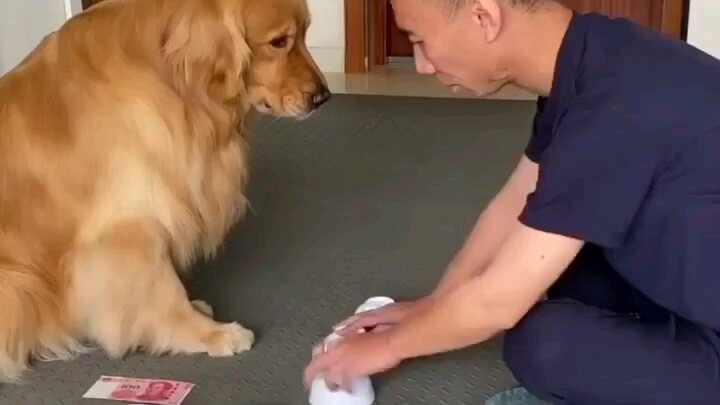 Golden Retriever: Chunchun will play with you!