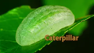 Compilation of caterpillars