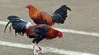 BROWN RED VS ALIMBUYUGIN - 44K PARADA NAKASAHAN SABONG PILIPINAS  BEST FIGHT SABONG🐓