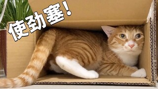 猫对纸箱的执着！！！