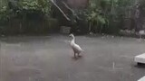 depressed swan