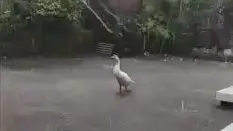 depressed swan
