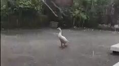 depressed swan