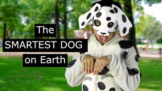 The SMARTEST DOG on Earth that can do anything EXCEPT for ONE thing