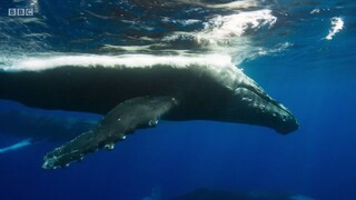 BBC.The.Mating.Game.E02. Oceans: Out Of The Blue