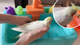 Cockatiels. The Bird Has Its First Bath!