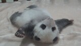 [Hewan]Saat bayi panda mencoba untuk berbalik...