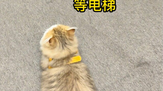 梅西：玩的太累了，回家摆烂#萌宠出道计划 #猫 #宠物 #可爱@阿夫Ashraf