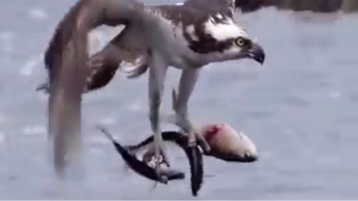 Allahu Akbar video