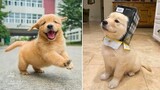 Funniest & Cutest Golden Retriever Puppies 9 - Funny Puppy Videos 2021