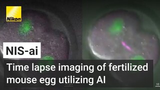 Time lapse imaging of fertilized mouse egg utilizing AI