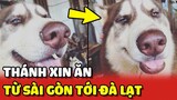 Chú chó Alaska nổi tiếng với khả năng "XIN ĂN" từ Sài Gòn đến Đà Lạt 😂 | Yêu Lu