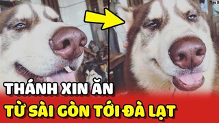 Chú chó Alaska nổi tiếng với khả năng "XIN ĂN" từ Sài Gòn đến Đà Lạt 😂 | Yêu Lu