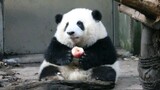 【Panda】 I Had An Apple Once, Then… Please Stick To Last!
