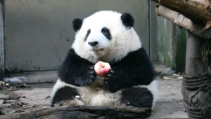 (Panda dan Hua) Awalnya, aku punya sebuah apel, lalu...
