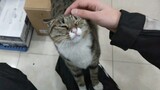 [Mèo cưng] Mèo boss đích thân trông cửa hàng, vì thức ăn mà bất chấp