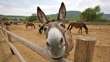 Funny Donkey Videos - Funny Animals Videos