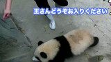 The pandas and their keeper