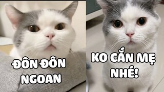 ĐÔN ĐÔN xấu xa, ko được động tay động chân với mẹ đâu đấy 🤣. | Pets TV